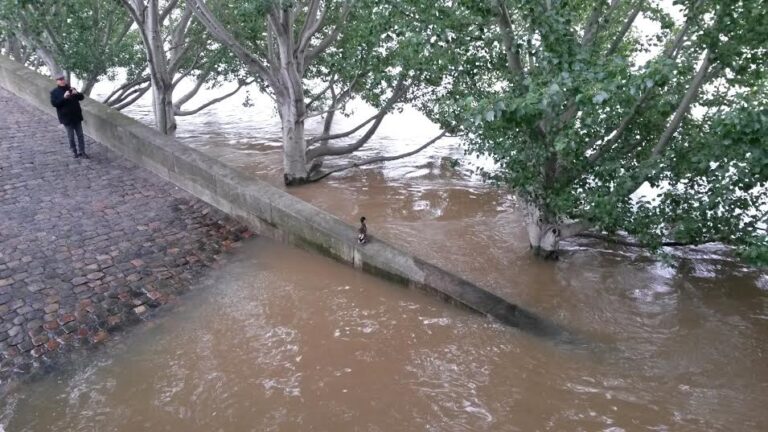 Montée des eaux, canard content