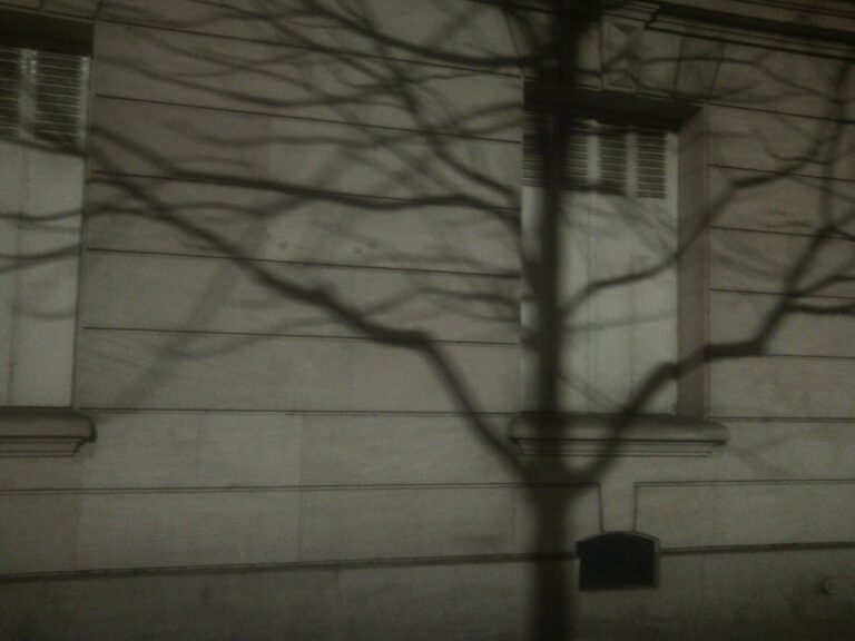 L’ombre de l’arbre à minuit