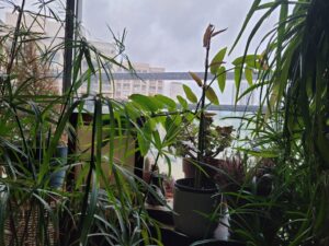 La vue orteaulienne