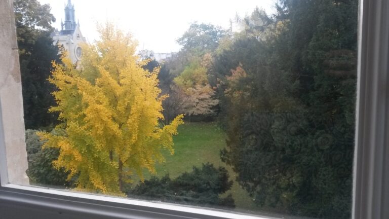 Mon beau Ginkgo, roi de Massa…