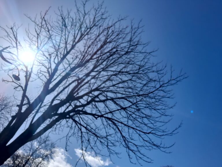 Le bleu de l&rsquo;arbre