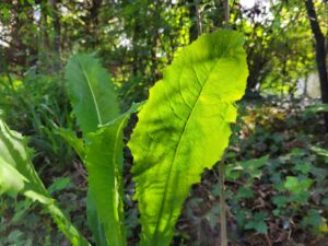 Douce verdure