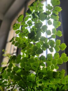 Printemps à l’ombre