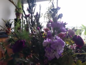 Le bouquet du roi Renaud