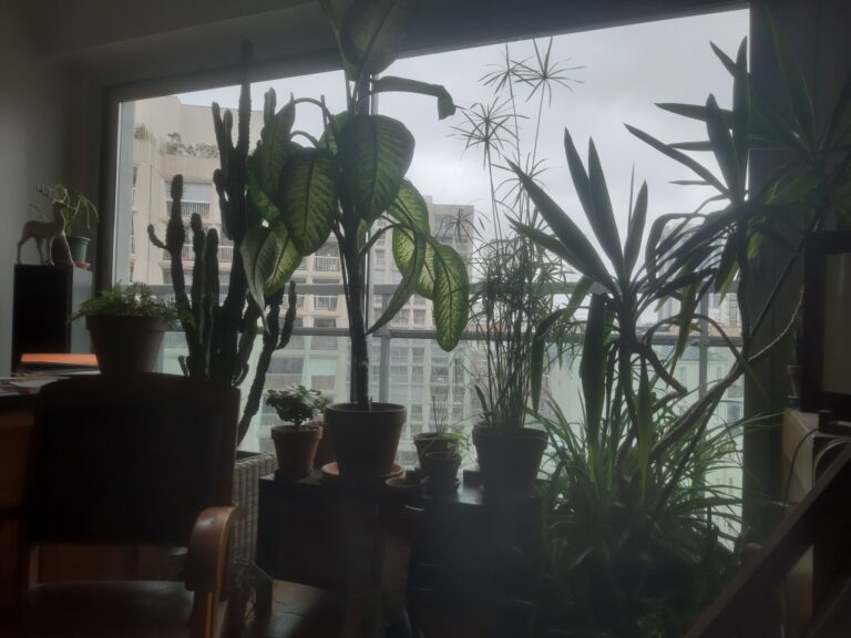L’hiver des tropicales