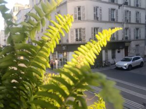 Fougère de soleil