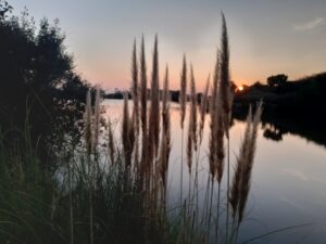 Les plumeaux de Tanchet