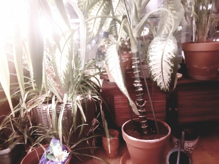 La jungle des O
