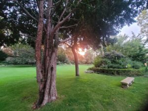 Le soleil sous l’arbre
