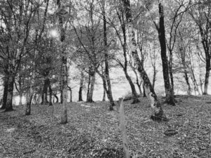 Les Celtes