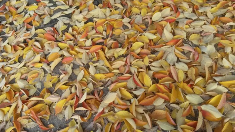 Le tapis de feuilles