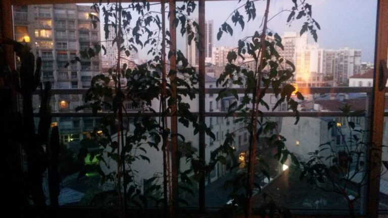 Plants de tomates d’une grande ville