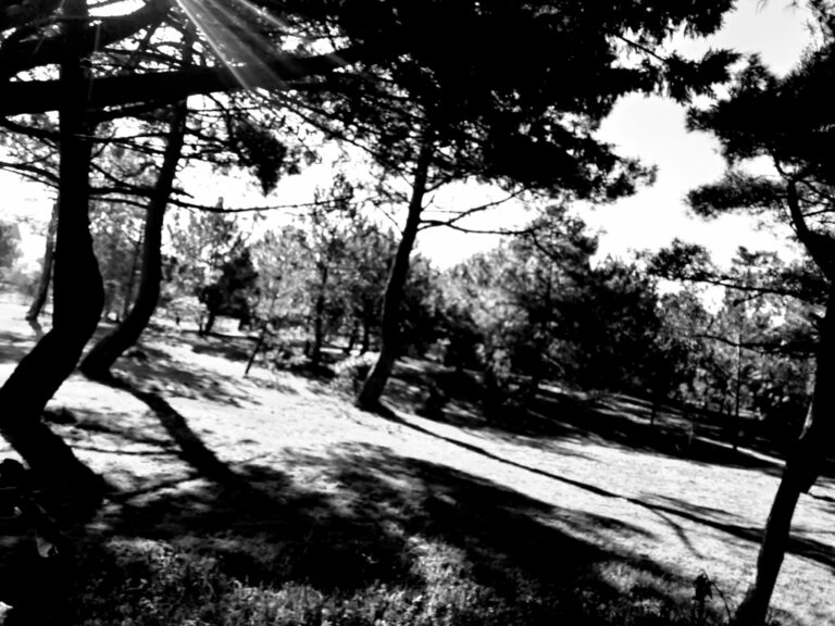 Arbres muets