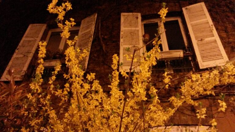 Arbre de nuit