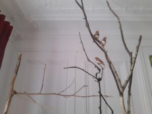 Les petits oiseaux du presbytère