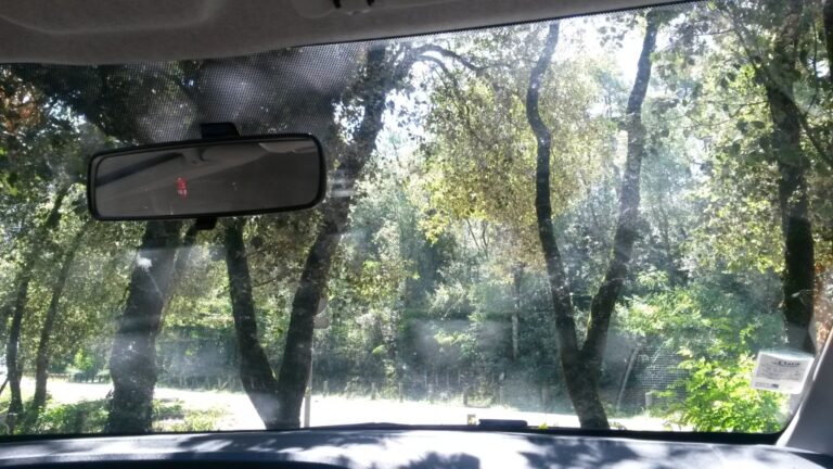 Dans la forêt domaniale