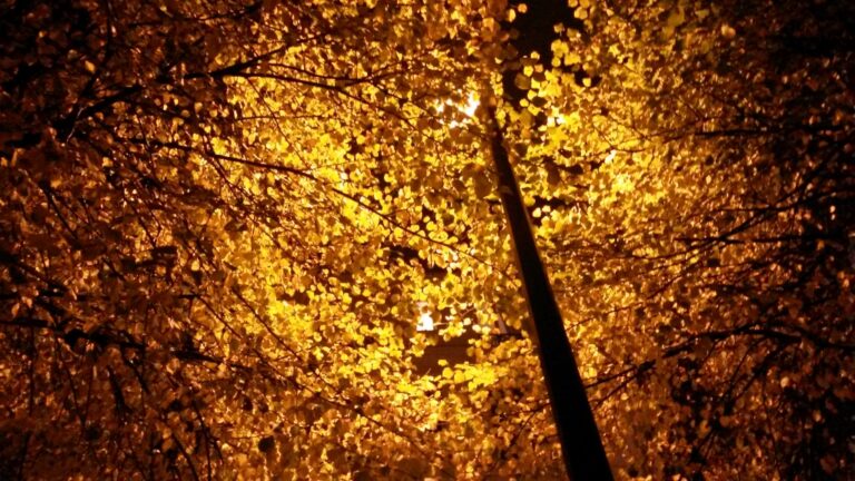 Automne malade, automne adoré
