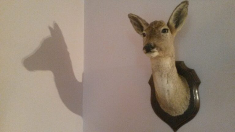 L’ombre d’une biche