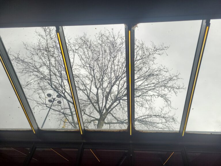 L’arbre, la verrière