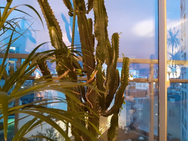 Cactus verde et ciel azul
